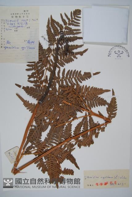蕨藏品圖，第1張