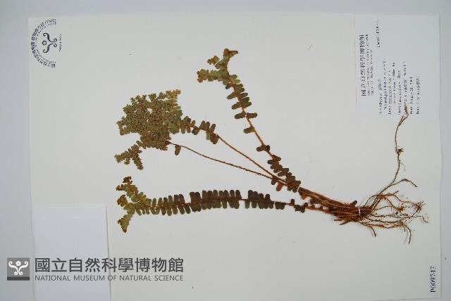 登錄號:P009747藏品圖，第1張