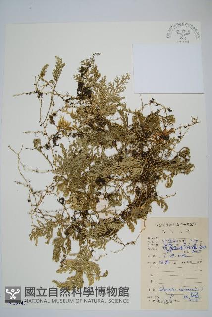 密葉卷柏藏品圖，第1張