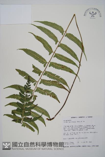 鋸齒雙蓋蕨、線葉雙蓋蕨、刺鱗雙蓋蕨藏品圖，第1張