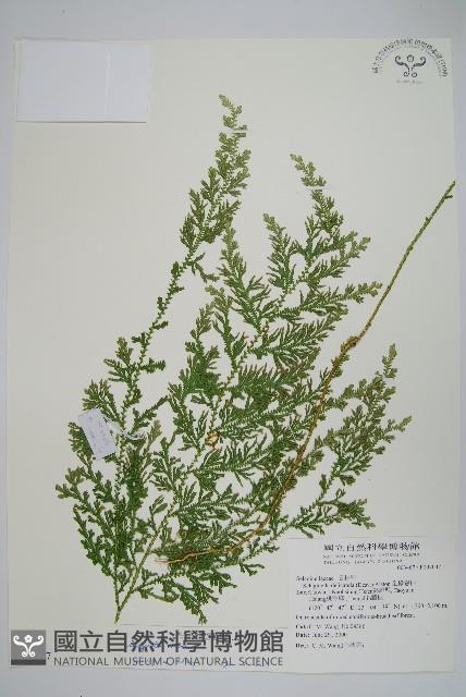 密葉卷柏藏品圖，第1張