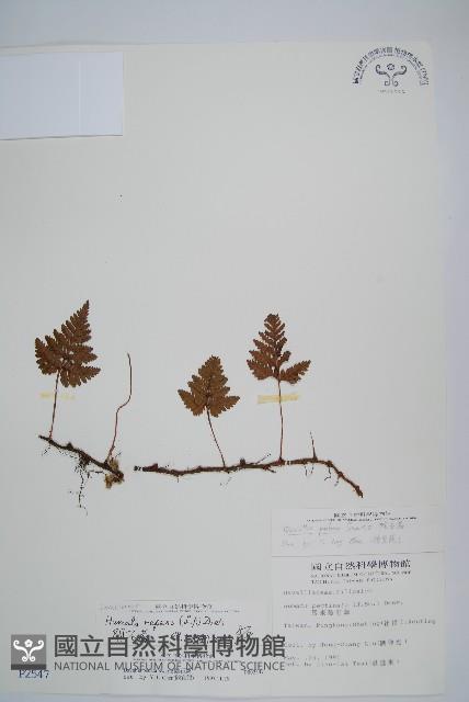 陰石蕨藏品圖，第1張