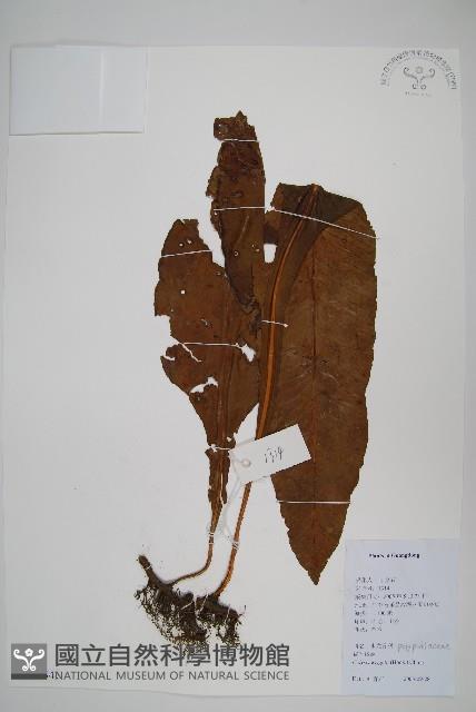 萊氏線蕨藏品圖，第1張