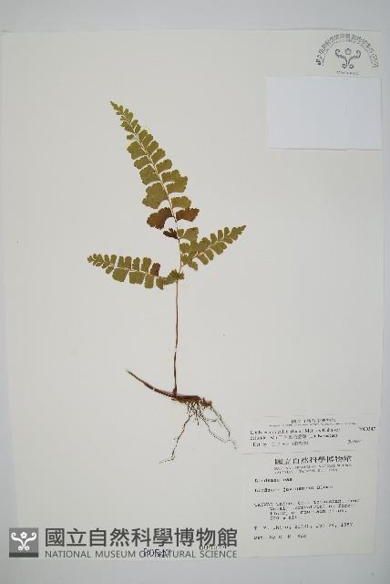 三角葉陵齒蕨藏品圖，第1張