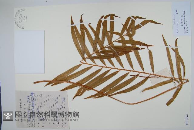 狹葉紫萁藏品圖，第1張