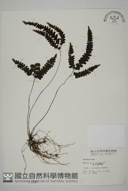 長尾鐵線蕨藏品圖，第1張