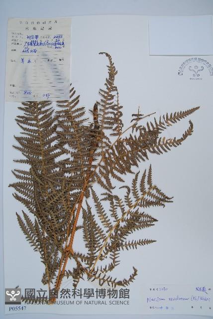 密毛蕨、巒大蕨藏品圖，第1張