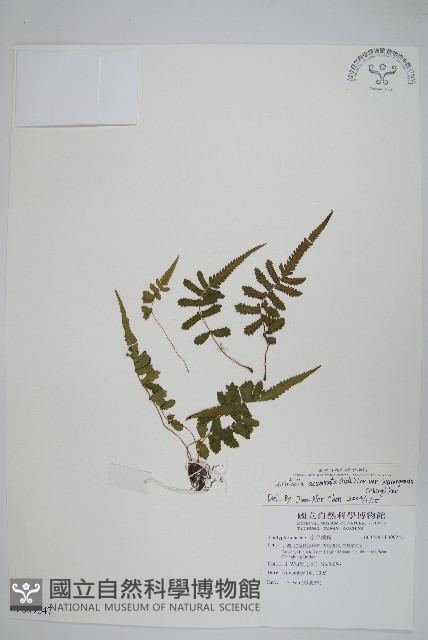 突尖小毛蕨藏品圖，第1張