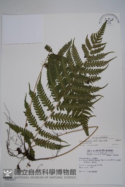 擬茯蕨藏品圖，第1張