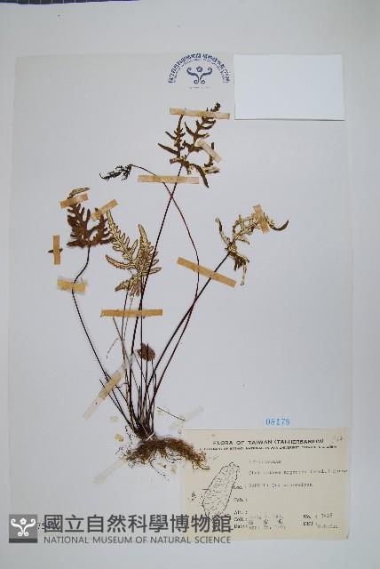 長柄粉背蕨藏品圖，第1張