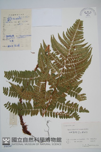 金鶴鱗毛蕨藏品圖，第1張