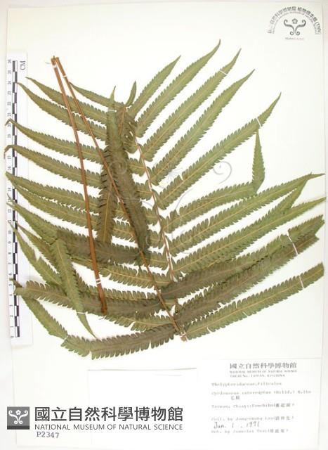 毛蕨藏品圖，第1張