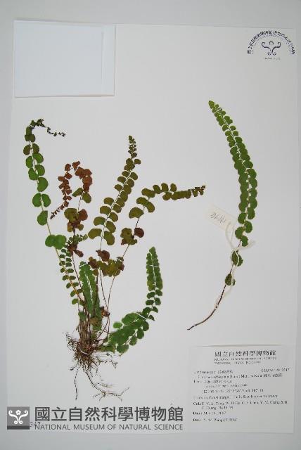 圓葉陵齒蕨藏品圖，第1張