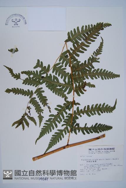 擬德氏雙蓋蕨藏品圖，第1張