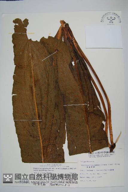 龍骨星蕨藏品圖，第1張