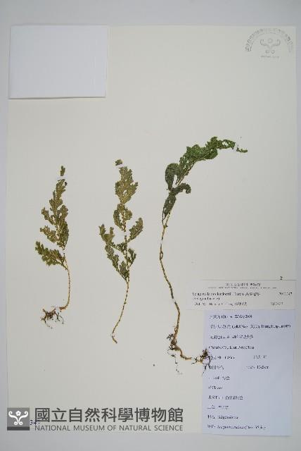 異葉卷柏藏品圖，第1張