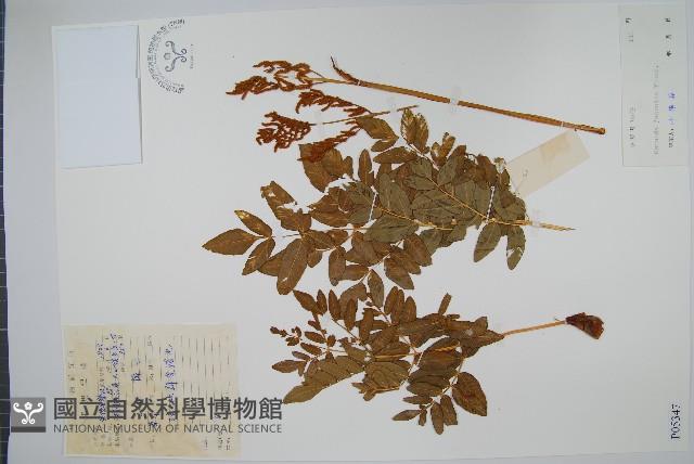 紫萁藏品圖，第1張