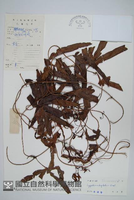 掌葉海金沙藏品圖，第1張