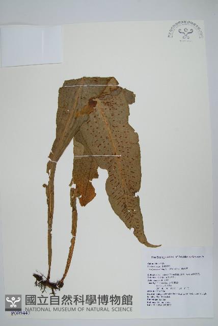 斷線蕨藏品圖，第1張