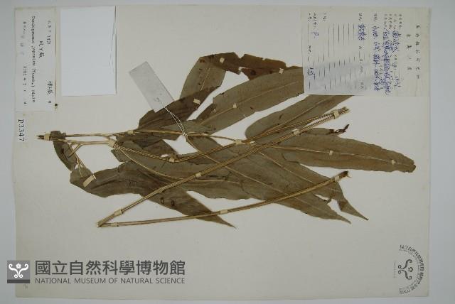 日本鳳丫蕨藏品圖，第1張