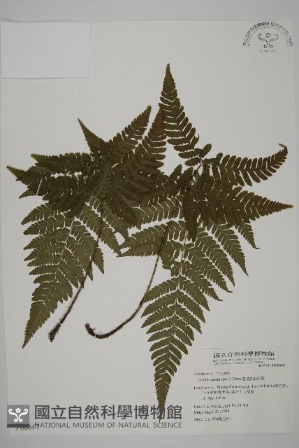愛德氏肋毛蕨藏品圖，第1張