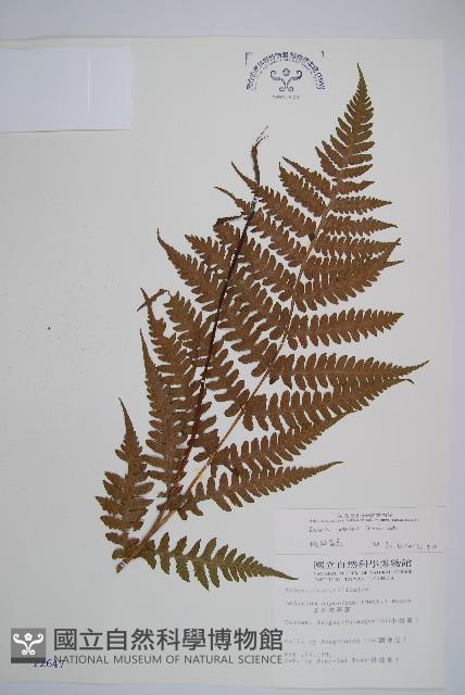 假蹄蓋蕨、東洋蹄蓋蕨藏品圖，第1張
