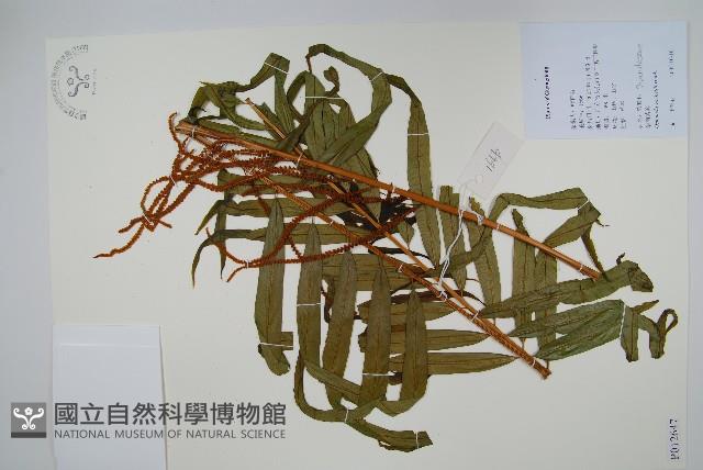 華南紫萁藏品圖，第1張