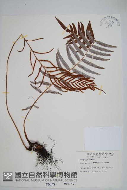 台灣瘤足蕨藏品圖，第1張