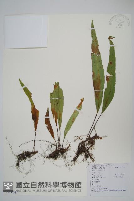 瓦葦藏品圖，第1張