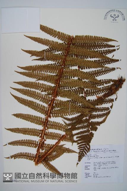 瓦氏鱗毛蕨藏品圖，第1張
