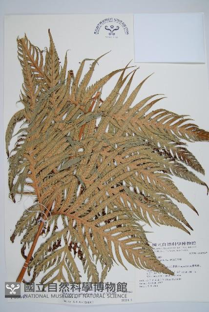 東方狗脊蕨藏品圖，第1張