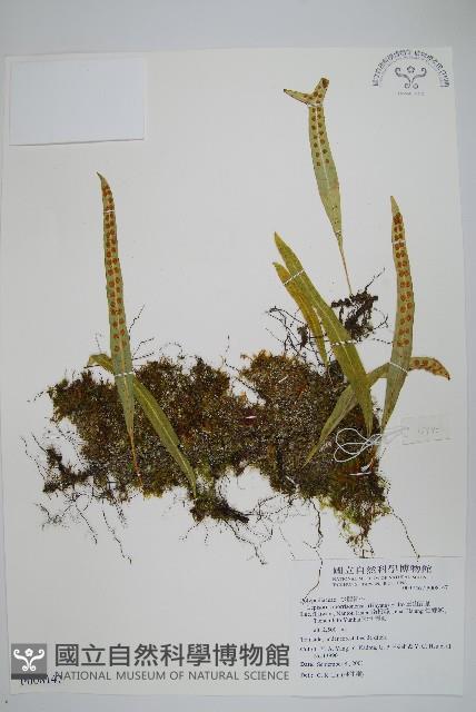 玉山瓦葦藏品圖，第1張