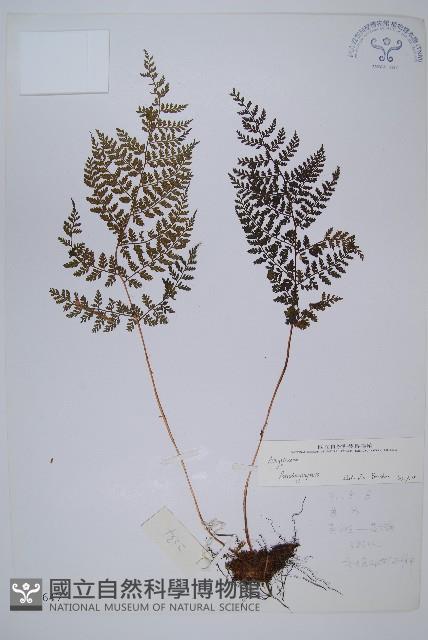 登錄號:P003647藏品圖，第1張