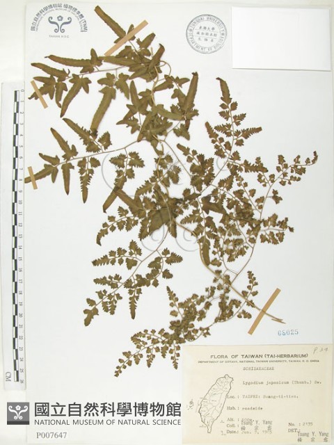 海金沙藏品圖，第1張