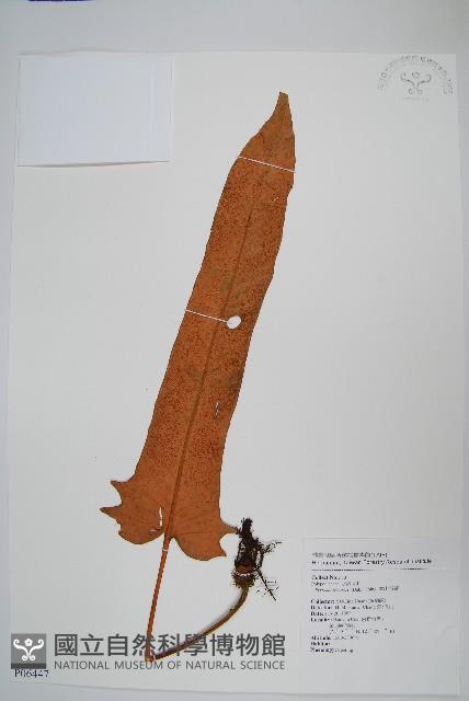 盧山石葦藏品圖，第1張