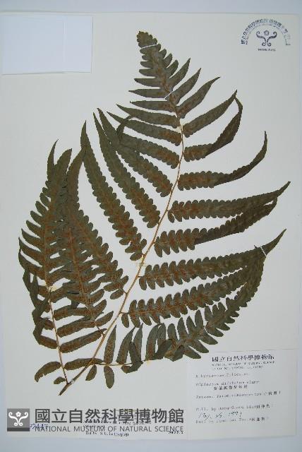 毛柄短腸蕨藏品圖，第1張