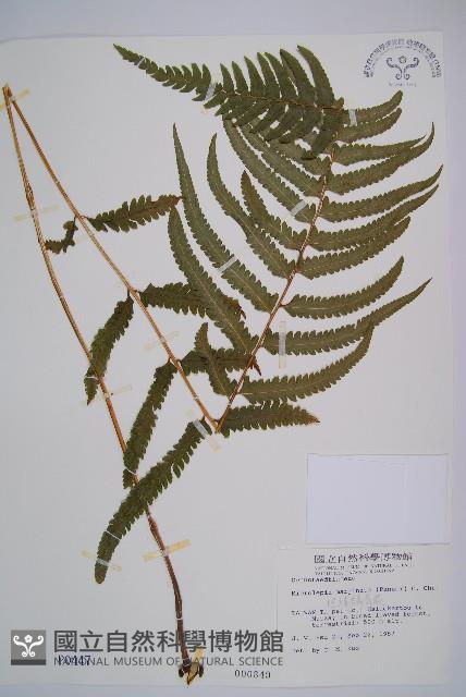 邊緣鱗蓋蕨藏品圖，第1張