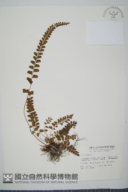 海島陵齒蕨藏品圖，第1張