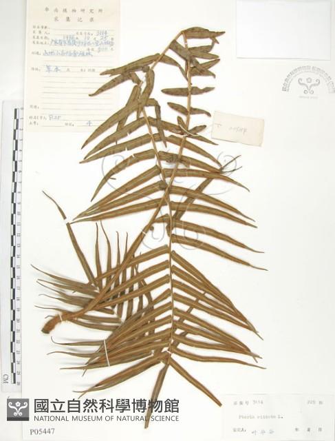 鱗蓋鳳尾蕨藏品圖，第1張