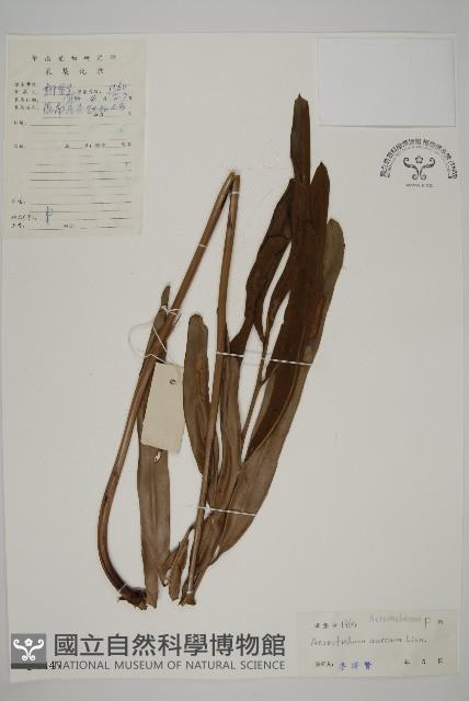 鹵蕨藏品圖，第1張