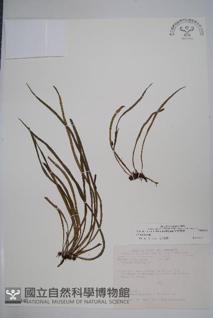 姬書帶蕨藏品圖，第1張