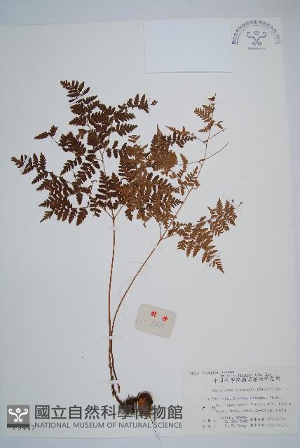 中華鱗毛蕨藏品圖，第1張