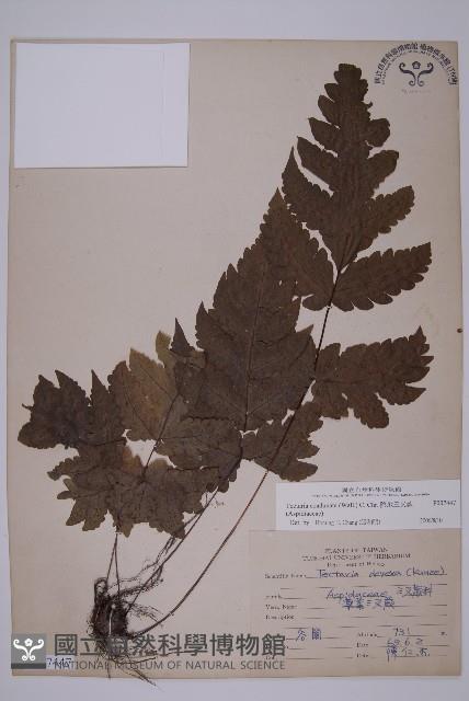 陰地三叉蕨藏品圖，第1張
