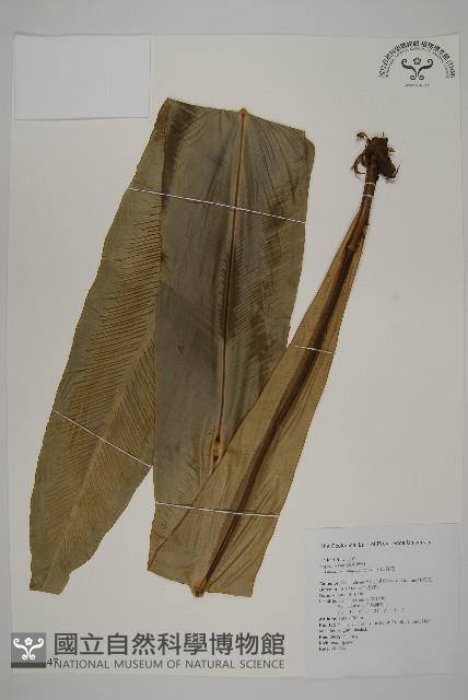 山蘇花藏品圖，第1張