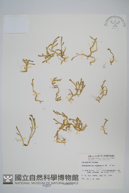 日本卷柏藏品圖，第1張