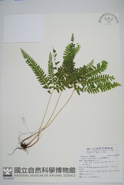 網脈鱗始蕨藏品圖，第1張