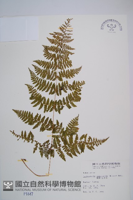 粗柄毛冷蕨藏品圖，第1張