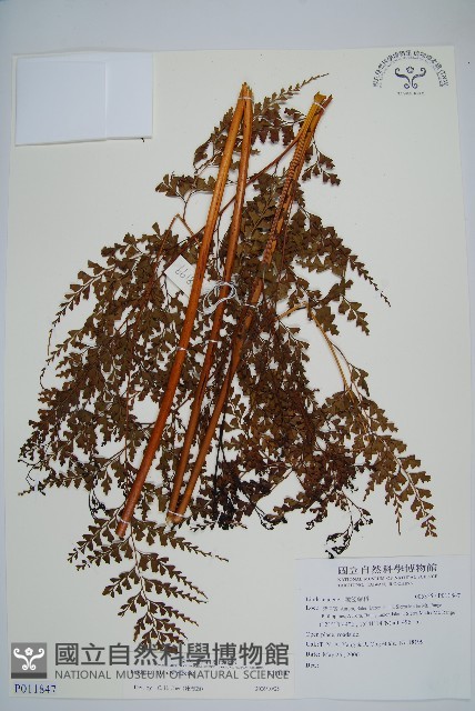 登錄號:P011847藏品圖，第1張