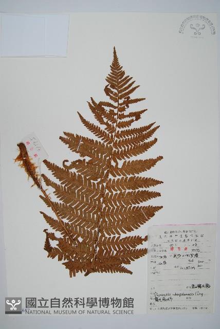 黃山鱗毛蕨藏品圖，第1張