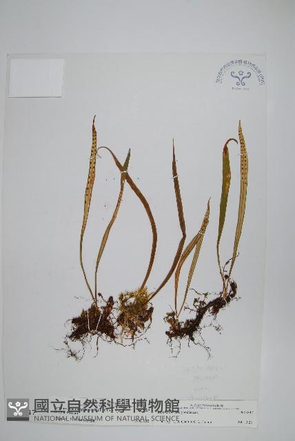 瓦葦藏品圖，第1張